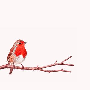 Birdie (feat. lil dro)