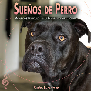 Liberar a mi perro del estrés