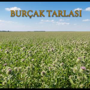 Burçak Tarlası