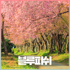 벚꽃이 내려앉은 길 (feat. 해미시)