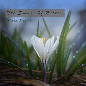 Materialized (Forest Version)