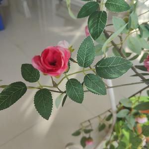 你手心里的宝