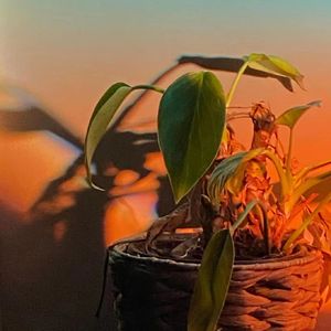 Merry Christmas Mr.Lawrence【钢琴纯享版】