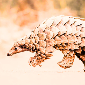 Pangolin