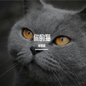 你的猫