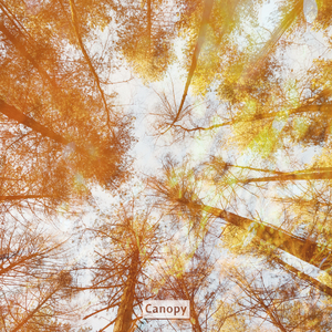 Canopy