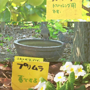 凤凰花开的路口.mp3