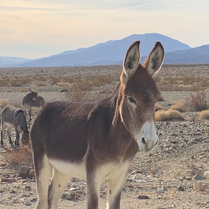 Wisco (backyard series)