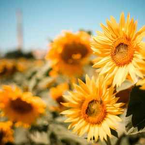 被时光移动的城市（cover 石进）（Cover 石进）