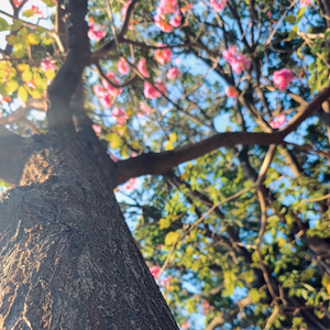 Meant to Be（秋 remix）