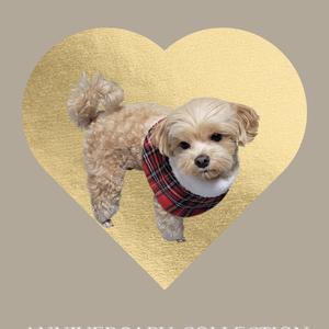 알피네음악여행1