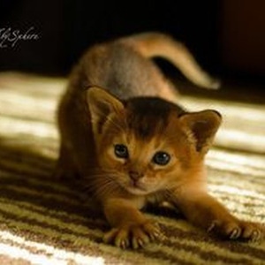 A serdce poet (sped up)