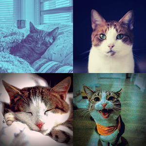 抚慰的压力大的猫回忆