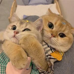 如果这都不算爱