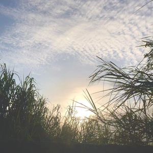 儿时的梦，成长的痛