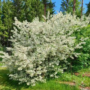 Beauty In Her Eyes (feat. The Spruce Creek Blues Band)