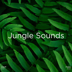 수면을위한 바다의 소리