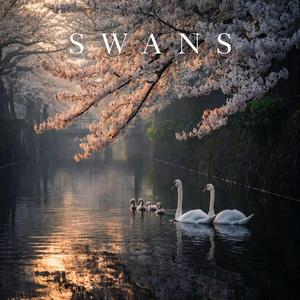 SWANS