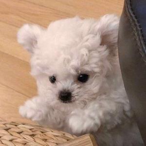 SOME（翻自 脸红的思春期）