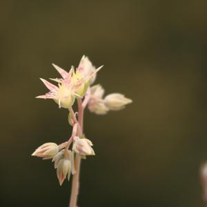 有生之年 cover：孟梓（翻自 孟梓）