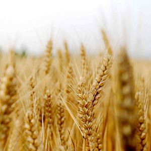 风吹麦浪 口哨版