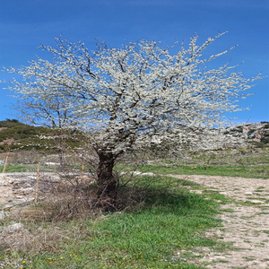 Sultanım