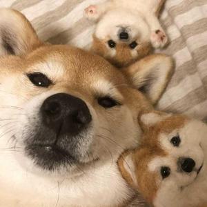 0222心动（cover：比尔的歌）