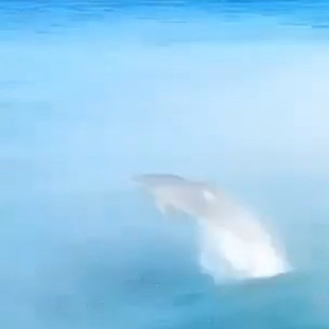 Dolphin