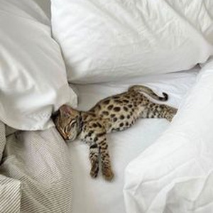 DON MERFOZ (sped up)