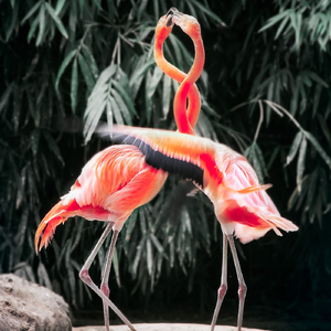 Limon (Fabi Yond Remix)