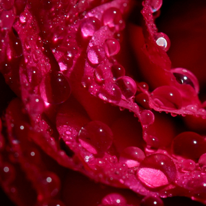 LoFi Rain in the Shed