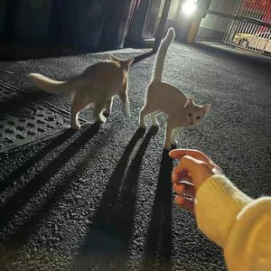 心跳同频的雨夜.