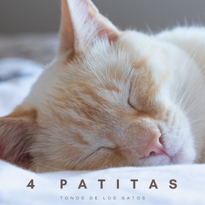 Música De Gatos