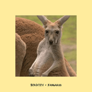 Kangaroo