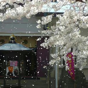 落叶成为碎纸机