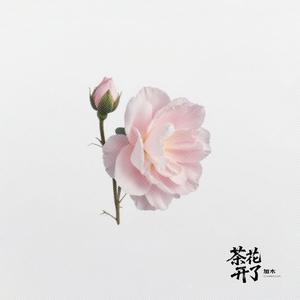 茶花开了