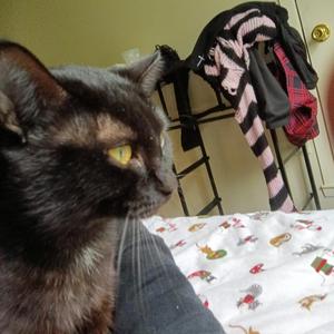 Cognative Dissonance