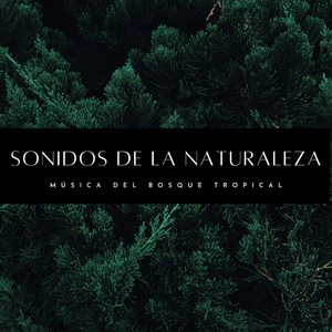 Ruido De Lluvias Intensas