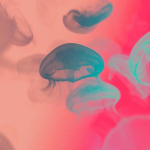 Inocybe