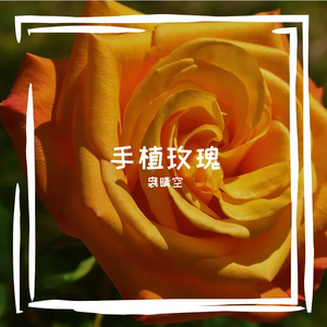 手植玫瑰-女版翻唱