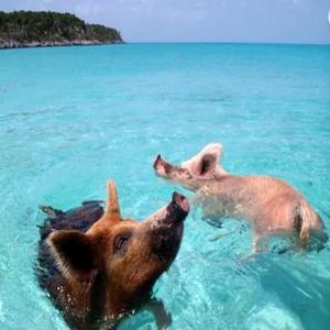 CARAIBI