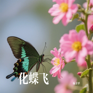 化蝶飞