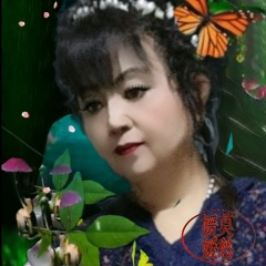 深夜里哭泣的玫瑰