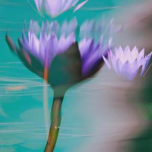 water lilly