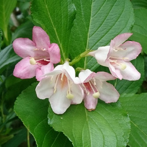 Stardust Melodia (feat. さとうささら)