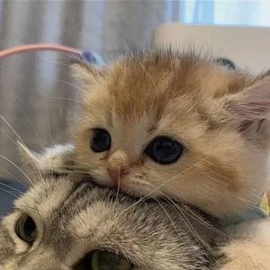 梁山伯与茱丽叶