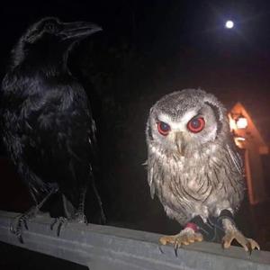 POKER FACE (feat. Futuristic Swaver)