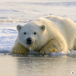 집 잃은 북극곰