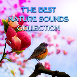 Afternoon in the Garden (Music for Relaxation, Stress Relief, Open Mind)