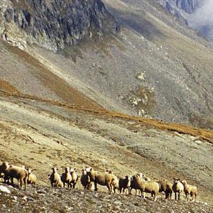 野猪林大雪飘扑人面